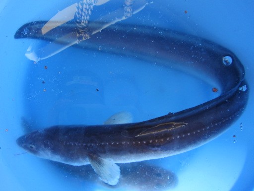 アナゴパラダイスを求め宮城松島湾へ遠征釣行