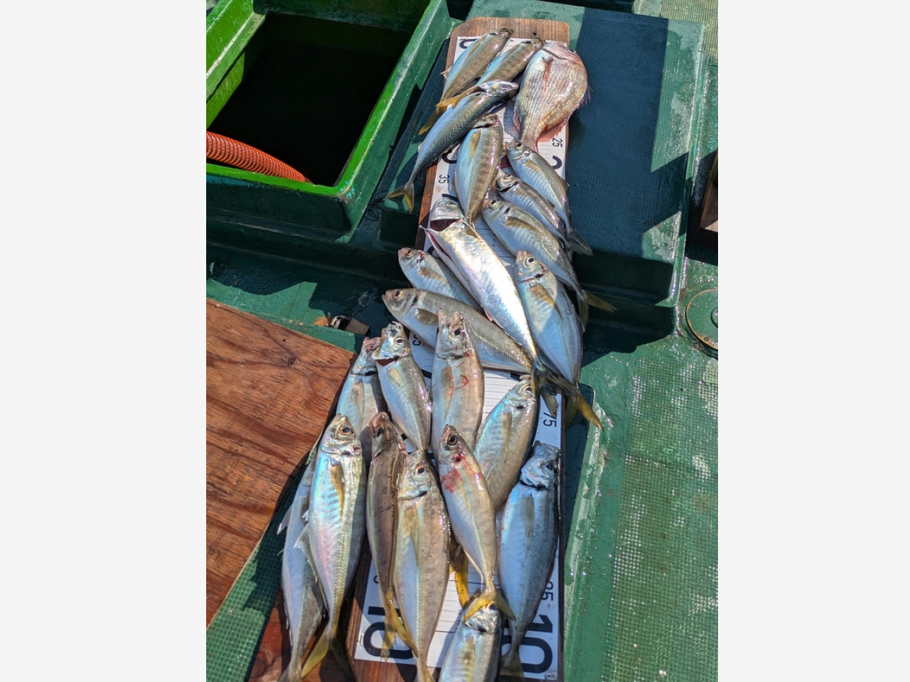 釣果