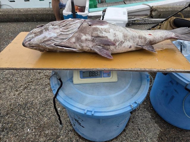 釣果