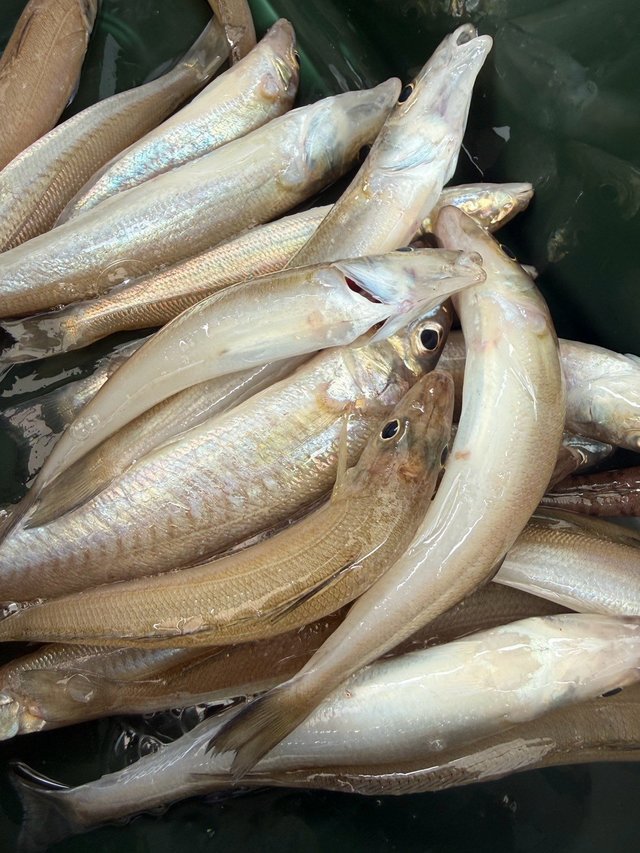 釣果