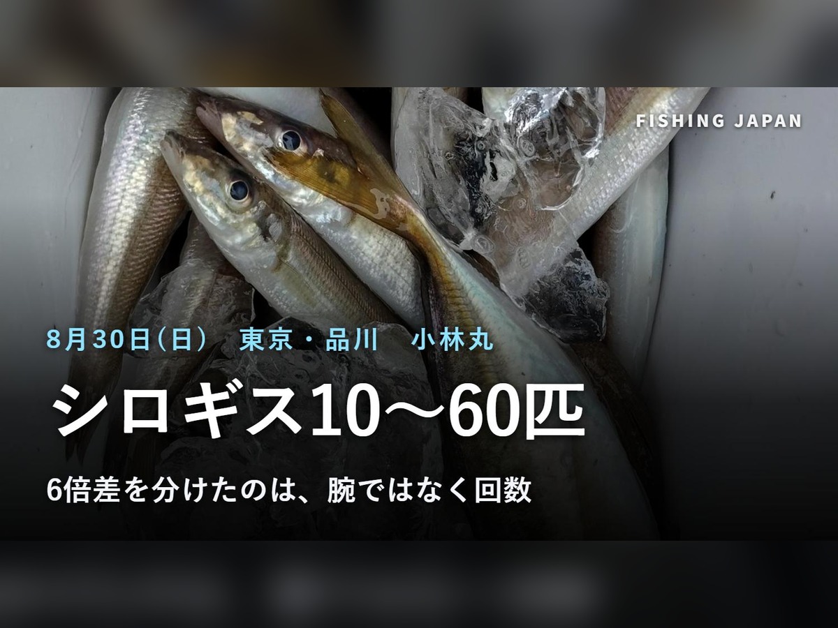 小林丸で釣れたシロギス