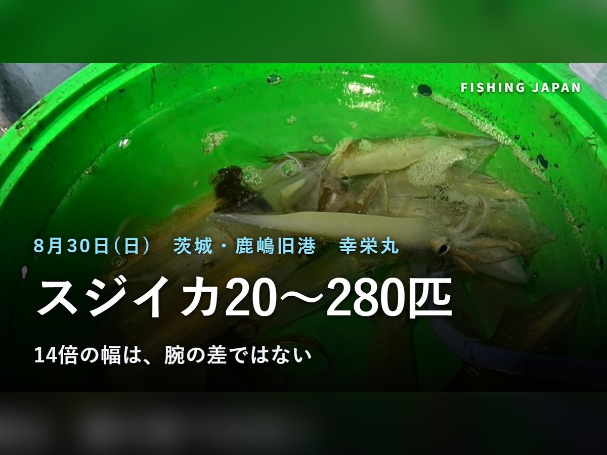幸栄丸で釣れたスジイカ