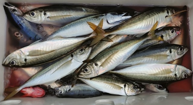 釣果