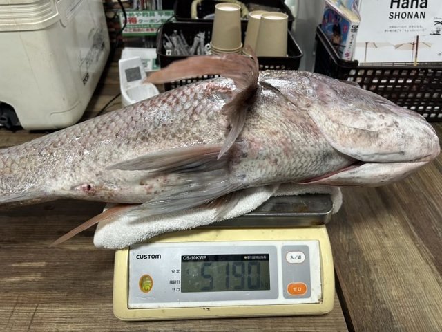 釣果