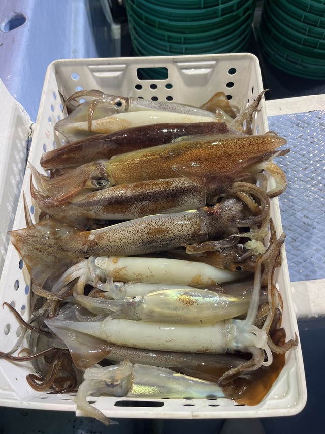 釣果