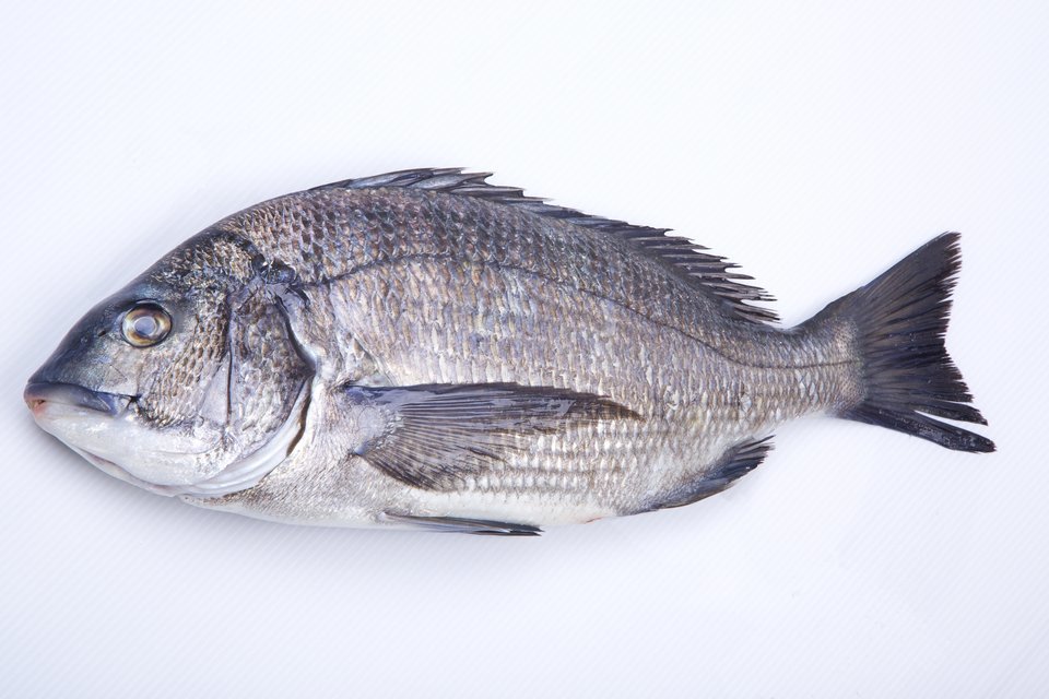 チヌ 写真