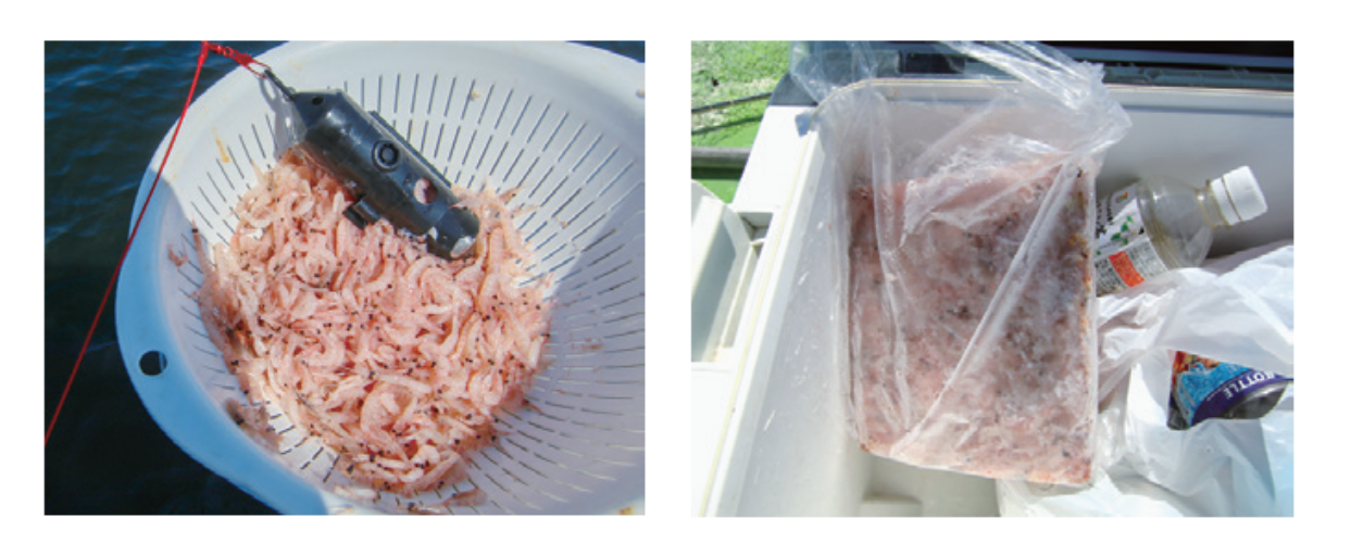 釣行の写真