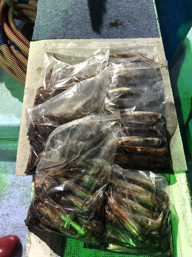 釣果