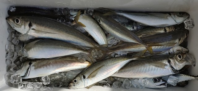 釣果
