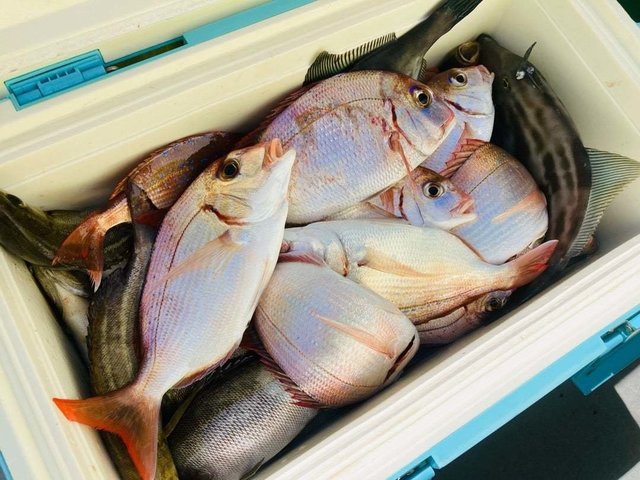 釣果
