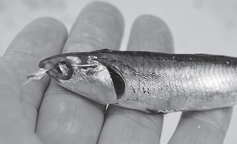 魚の写真