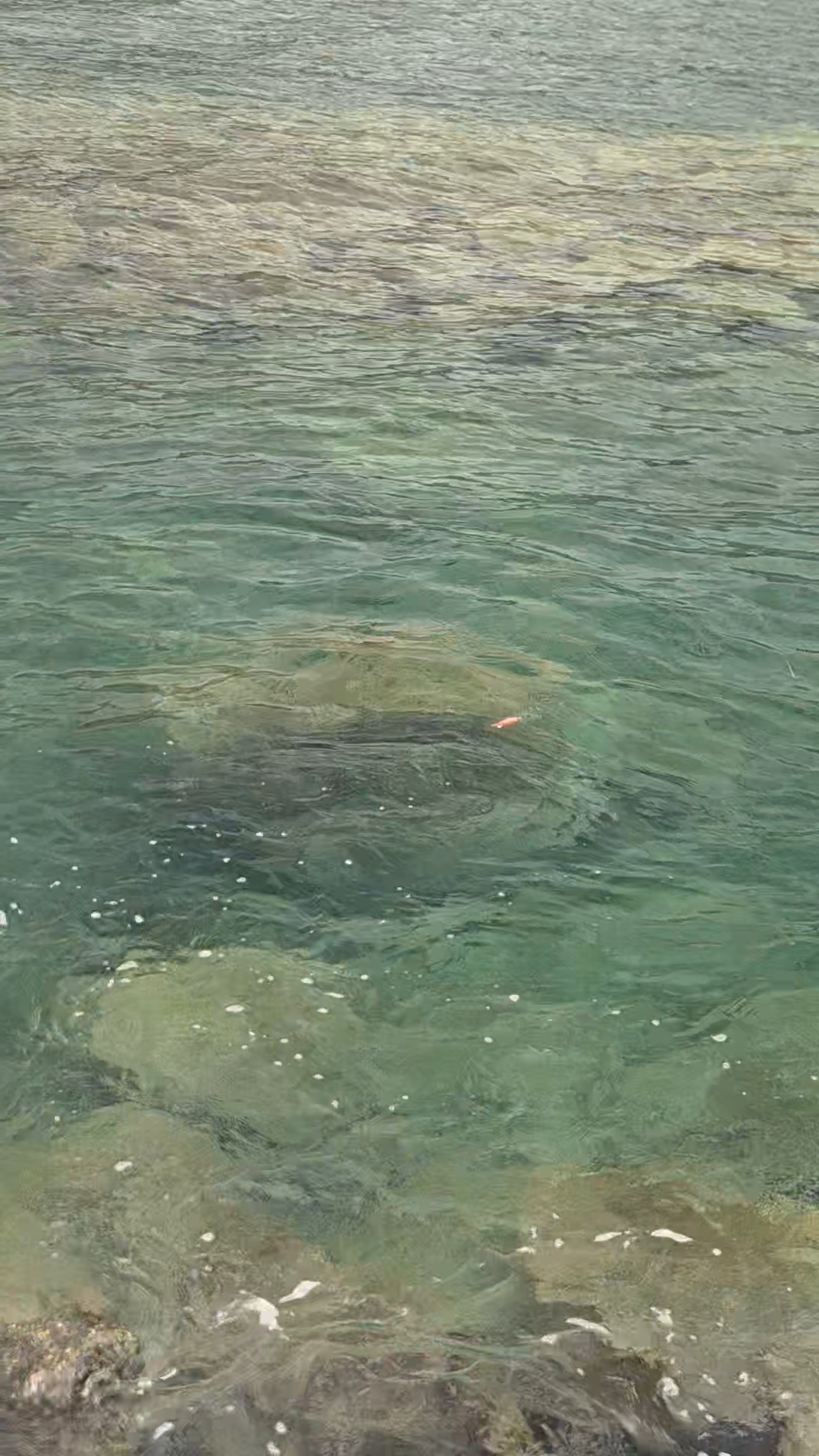 アオリイカが身を寄せる浅場の沈み瀬