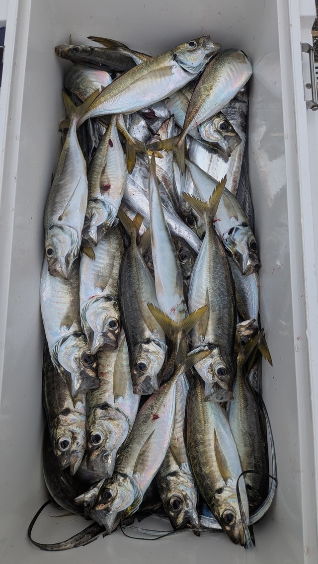 釣果