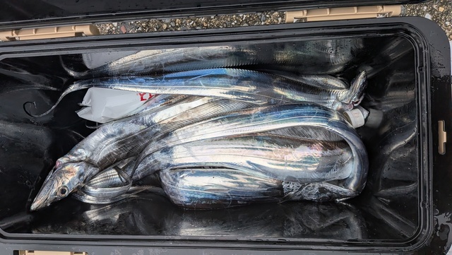釣果