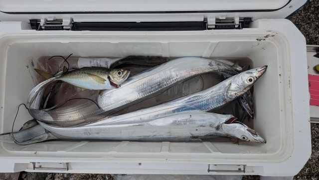釣果