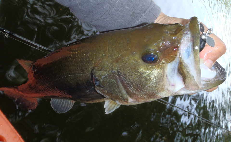 バス　ルアー　写真