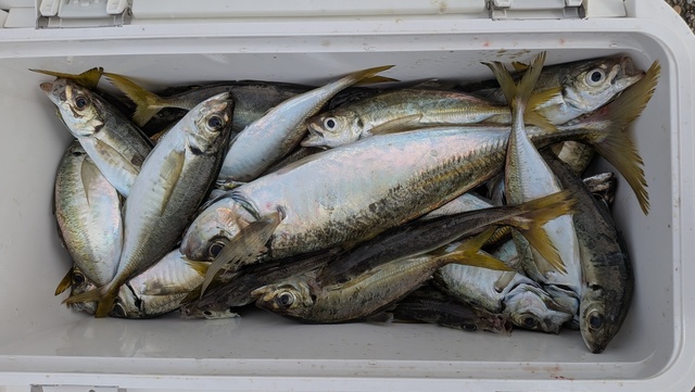 釣果