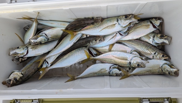 釣果
