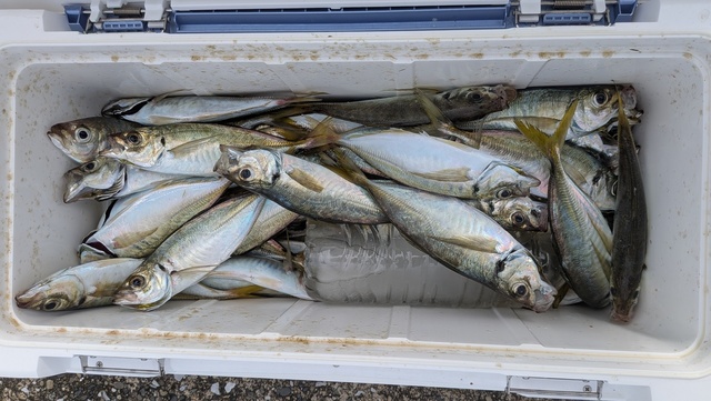 釣果