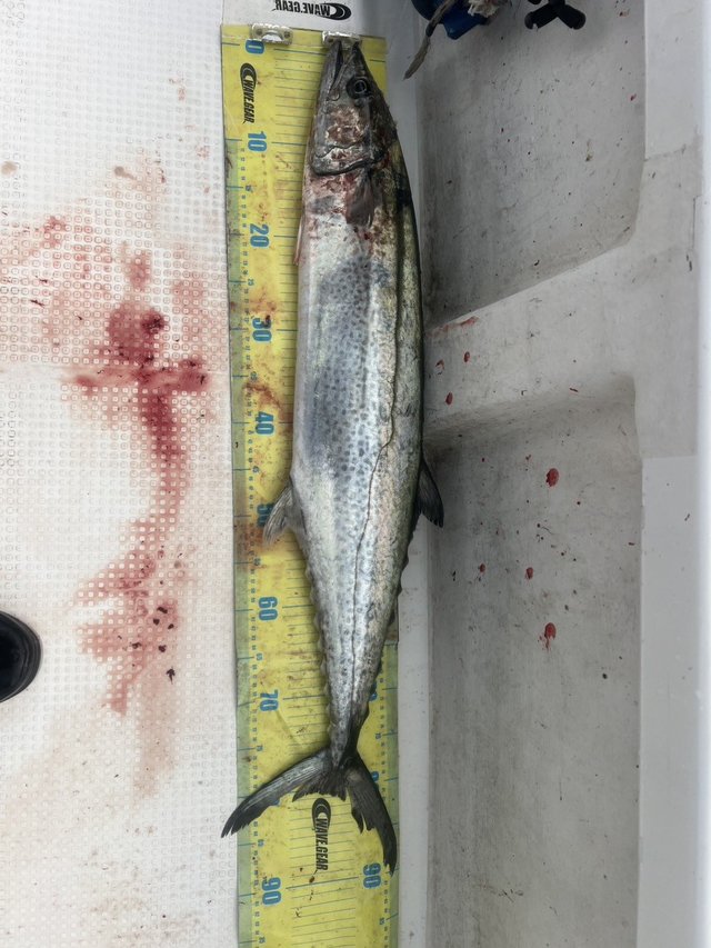 釣果