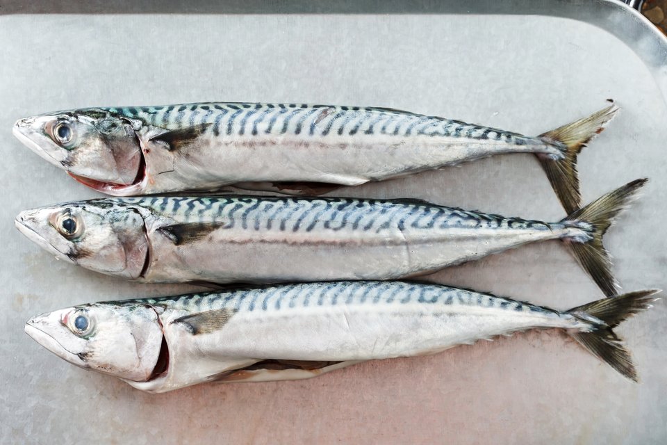 タイセイヨウサバ　写真