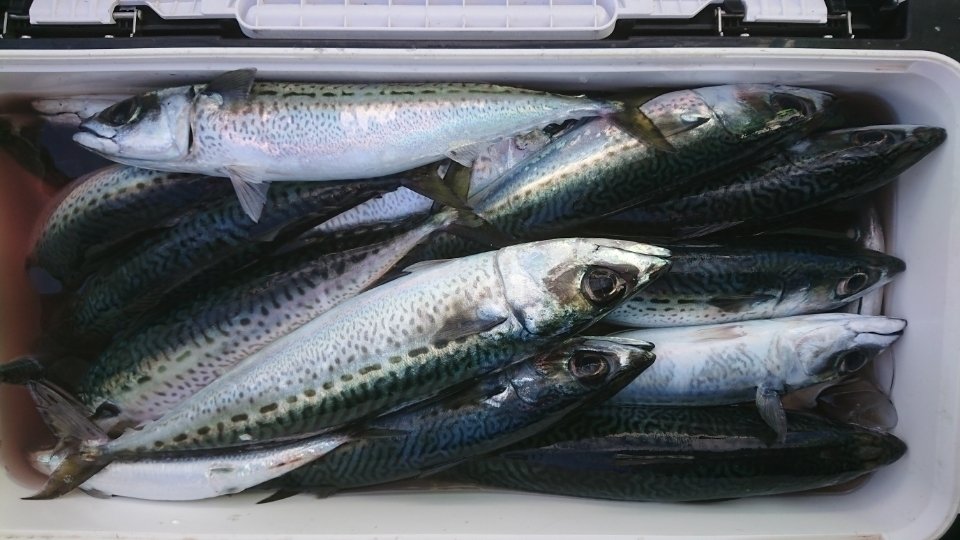 ゴマサバ　写真