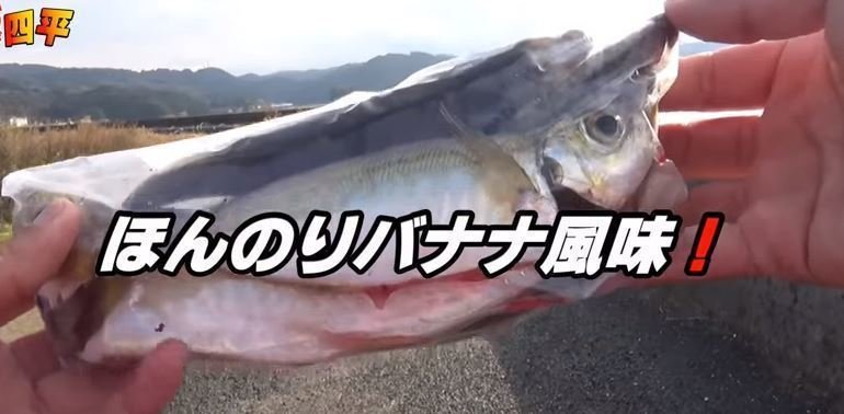 最高のひもq 釣り すべての魚の画像