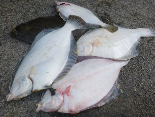 カレイ　白い　写真