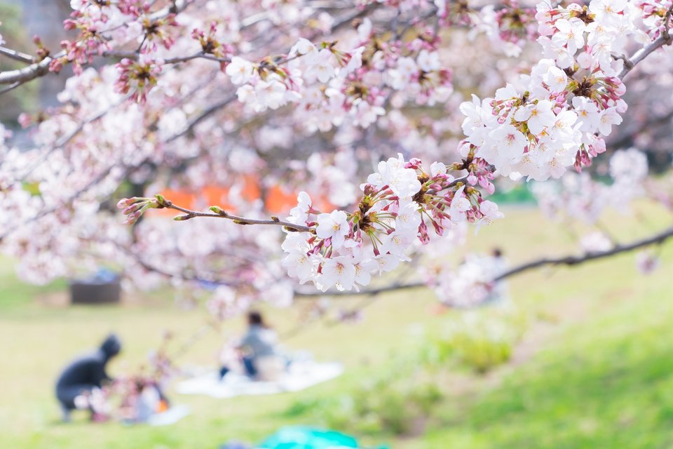 桜　花見　写真