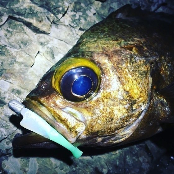 リッピー メバル 写真