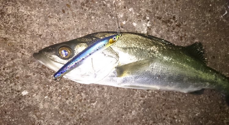 クー シーバス 写真