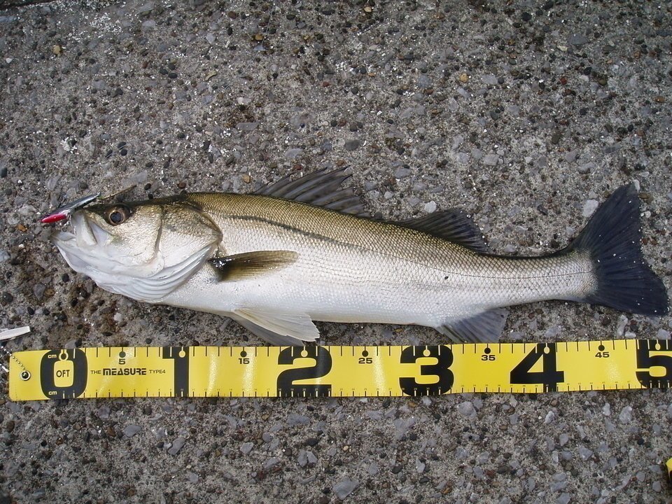 スズキ（シーバス）の写真