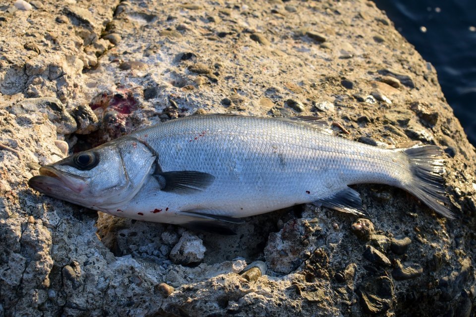 スズキとシーバスとは同じ魚 スズキの見分け方を詳しくご紹介 釣りまとめアンテナ