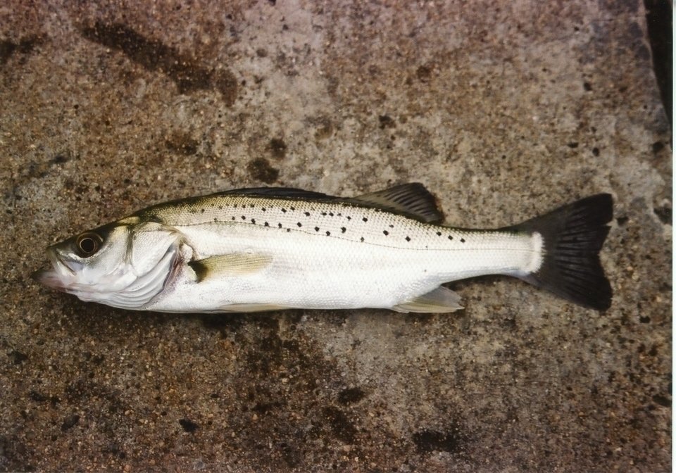 スズキとシーバスとは同じ魚 スズキの見分け方を詳しくご紹介 釣りまとめアンテナ