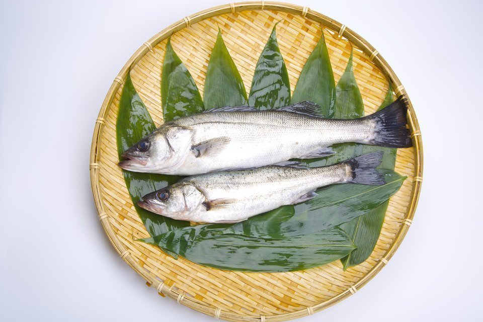 スズキ（シーバス）の写真