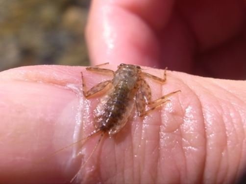 虫が苦手な方閲覧注意！渓流釣りに使う代表的な3種類の川虫取りの方法や刺し方を徹底解説！