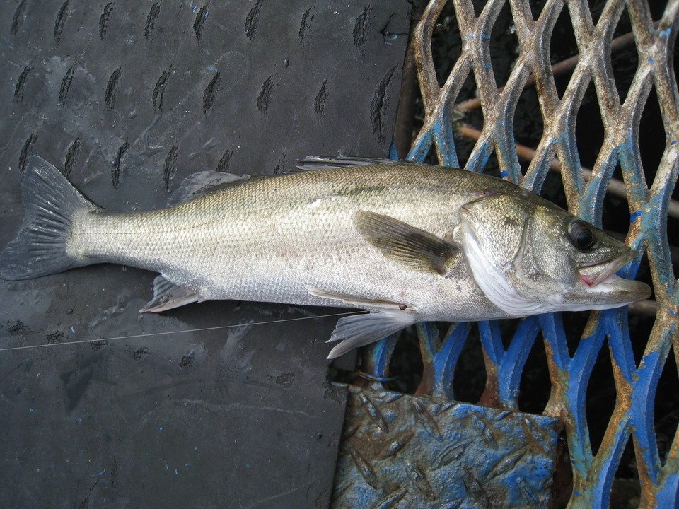 シーバスをジギングで釣ろう ボートと陸っぱりの2種類の釣りに適したタックルや釣り方を徹底解説