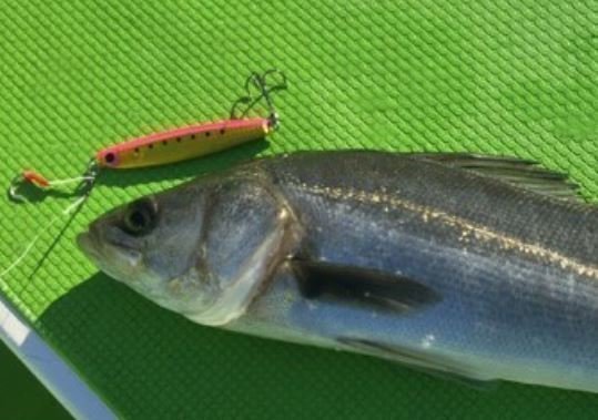 シーバス　スズキ　写真