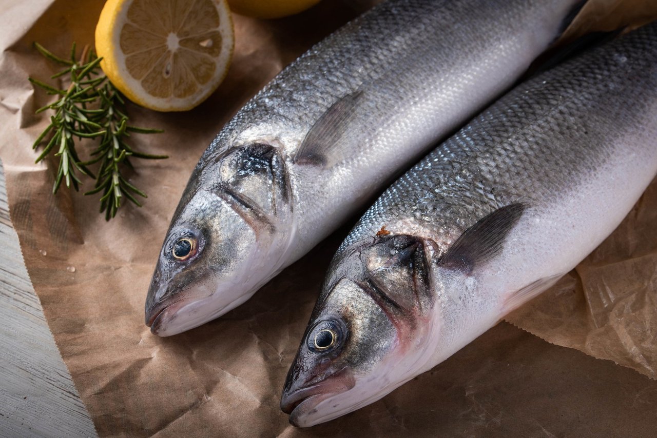 シーバスの写真
