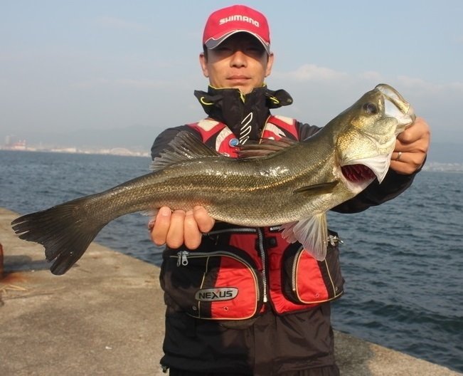 シーバスを狙うのに絶好のポイントとは！？様々な場所でのシーバスの狙い方を徹底解説！