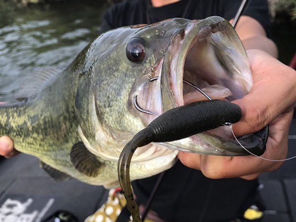 バス　ワーム　写真