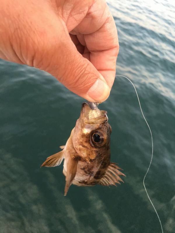 ビーローチ メバル 写真