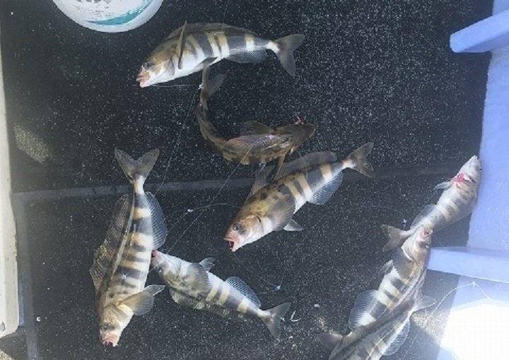 ホッケ　釣り　写真