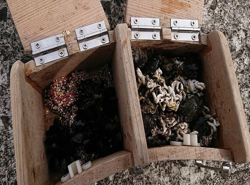 パイプ アオコガネ 写真