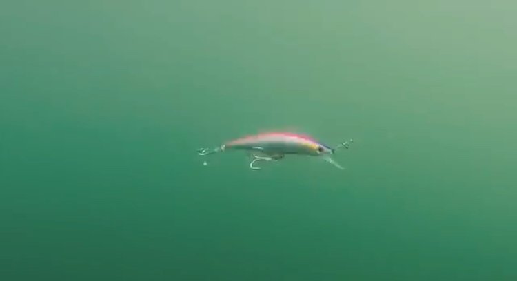 ジグミノー 写真