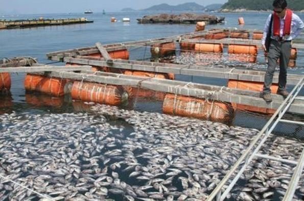 魚の大量死を招く苦潮とはどんな潮 海の生き物達に深刻な被害をもたらす苦潮の発生メカニズムとは