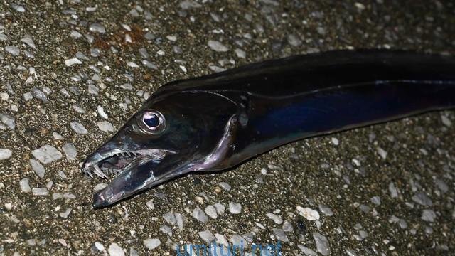 タチウオの引き釣りのポイントは浮気をしないこと アタリはあるのにハリにかからない悩みを解決しよう