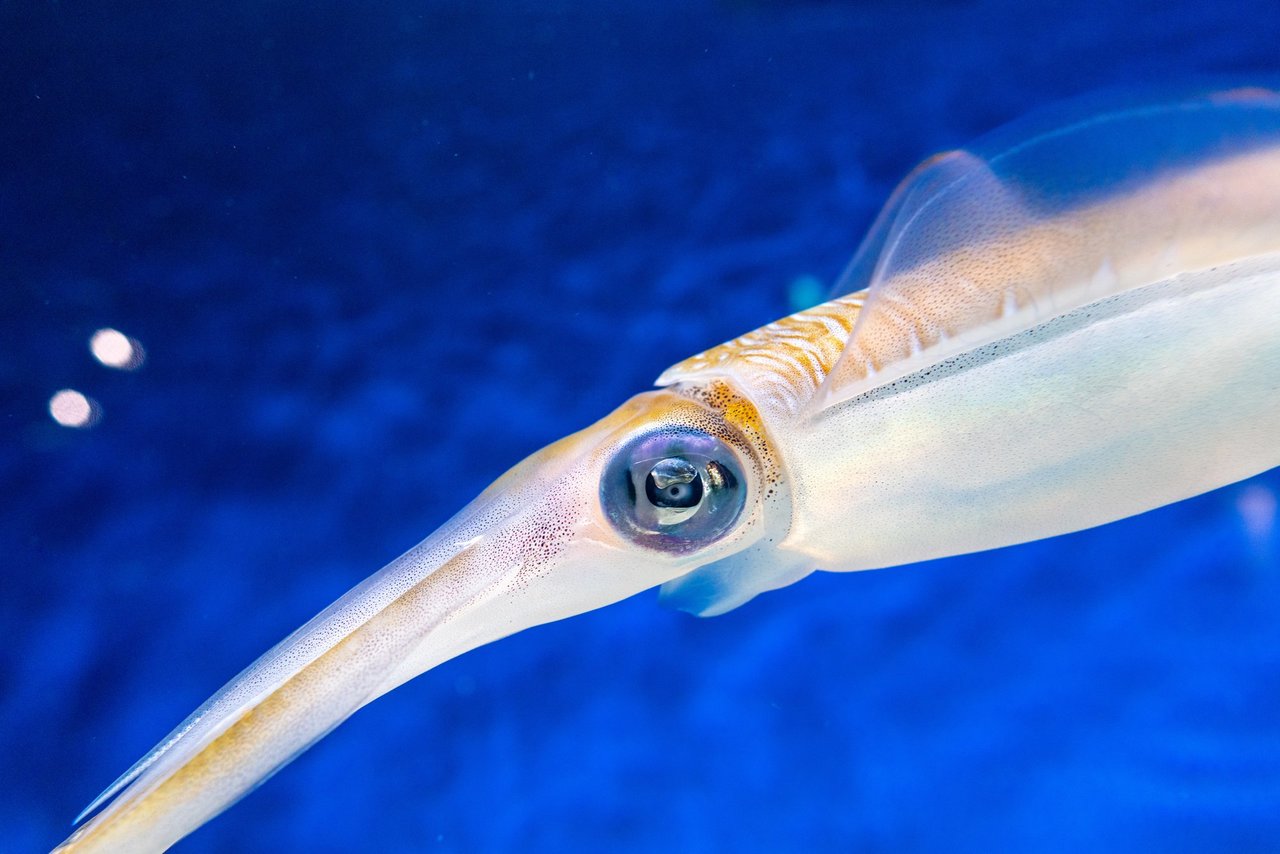 アオリイカ　写真