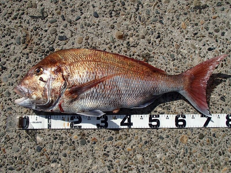 魚のサイズ測り方をご紹介 重さで測る 長さで測る