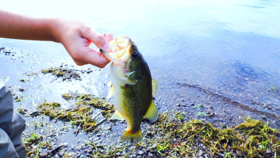 ブラックバス　写真